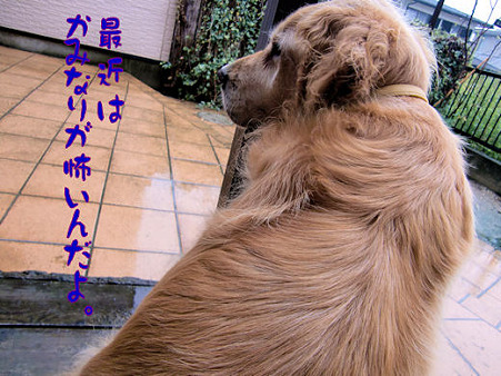 雷が怖いタロウ