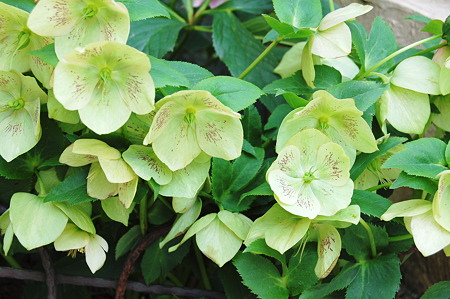 2010年03月22日_DSC_0517
