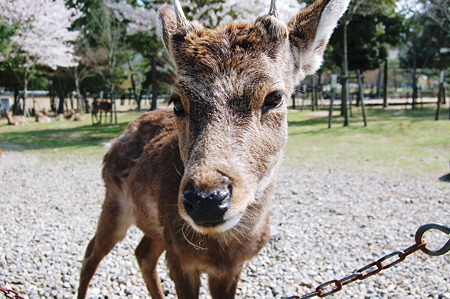 東大寺 鹿2010年04月04日_DSC_1120