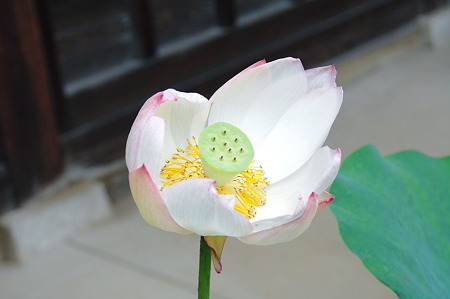 2010年07月04日_DSC_0644