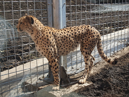 チーター
