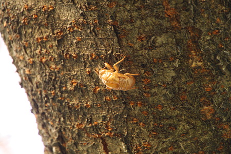 IMG_0075-セミの抜け殻発見!