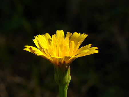 野の花