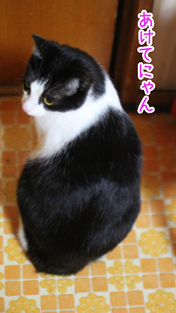あけてにゃん