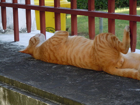 猫２