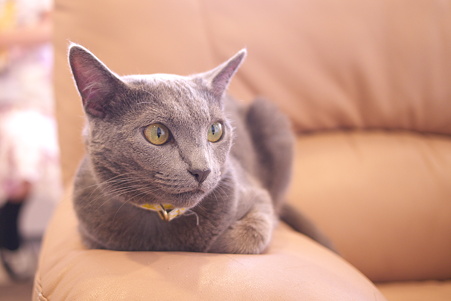上野 猫まるカフェ エレノア2