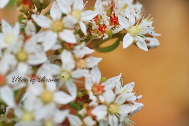 多肉植物の白い花 写真共有サイト フォト蔵