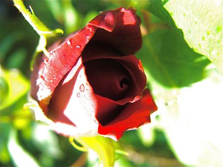 庭の赤いバラ