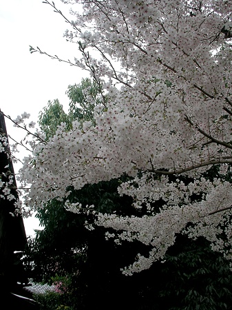 桜2010_05