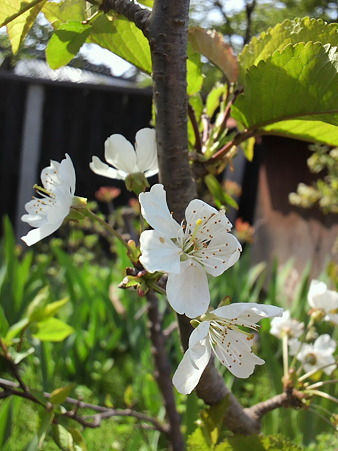 Cherry
