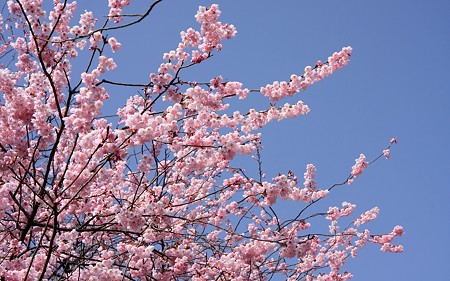 皇子が丘公園09