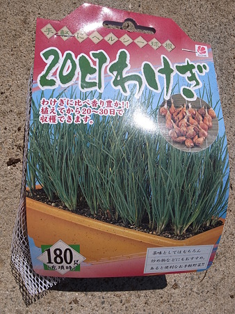 ２０日ワケギ 分葱 栽培 春の種球 球根 の植え付け方法 暇人主婦の家庭菜園 楽天ブログ