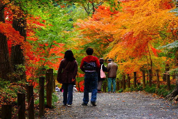 平成２２年度平林寺紅葉 7 照片共享頁面 攝影藏