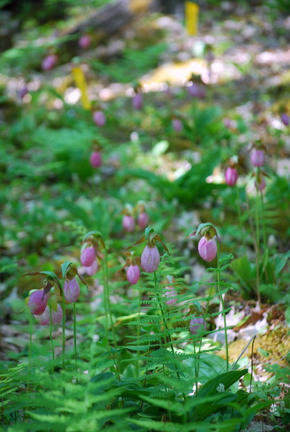 Pink Lady&#039;s Slippers
