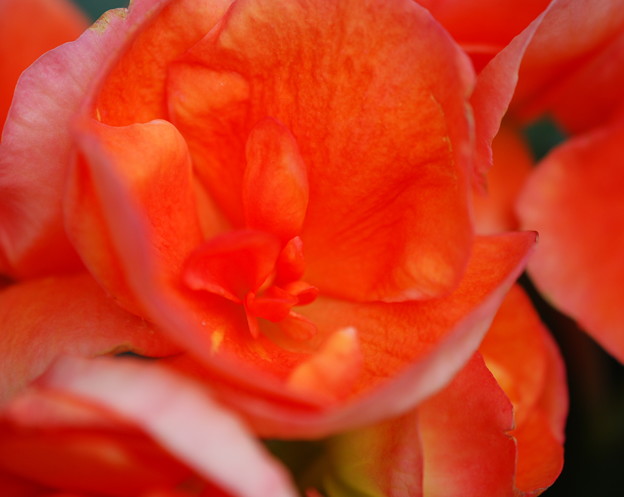 Rieger Begonias in Orange