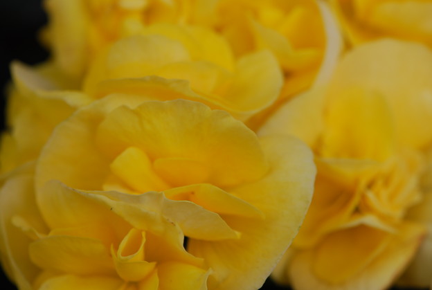 Rieger Begonias in Yellow