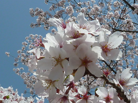 根来寺2011 012