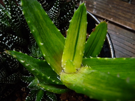 アロエ・蛍の光