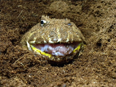 ウインク?