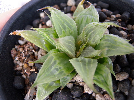 emelyae v. multifolia