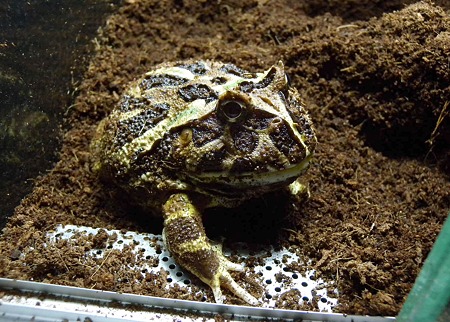 予想屋カエルさん