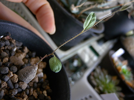 ipomoea blepharophylla
