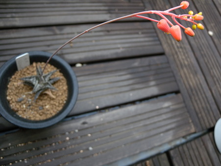 Aloe descoingsii