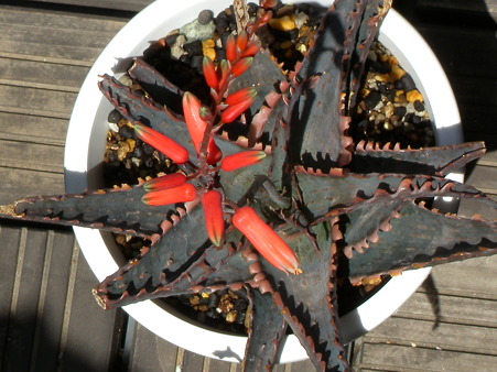 unnamed aloe