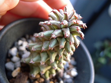 Monadenium sp. Red