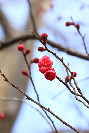 紅梅が咲き始めました