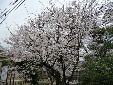 100331-住吉さん (4)