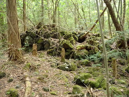 100518-青木ヶ原樹海-18