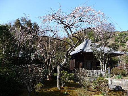110225-海蔵寺 (17)