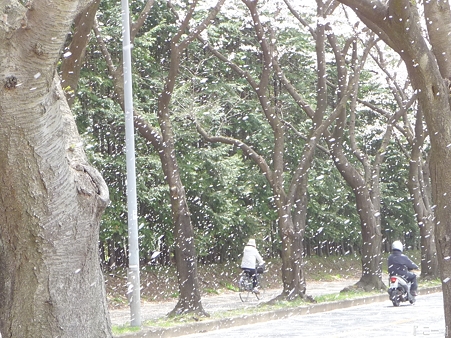 110411-海軍道路 (88)
