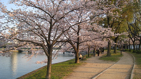 sakura