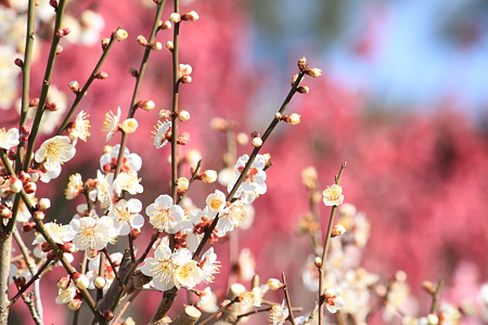 万博公園の梅の花