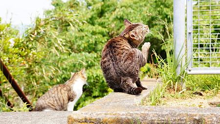 ドライブで出会った猫たち (5)