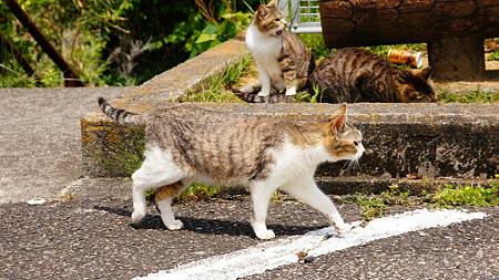 ドライブで出会った猫たち (7)