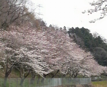 桜