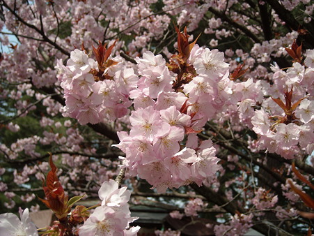どあっぷ～桜編～
