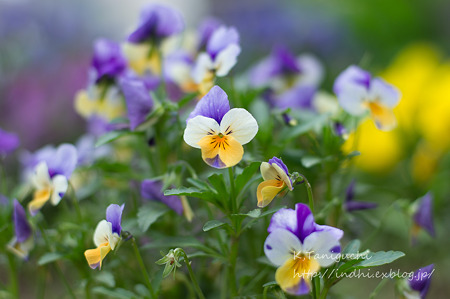 花 NEX-5 FD50 F1.4