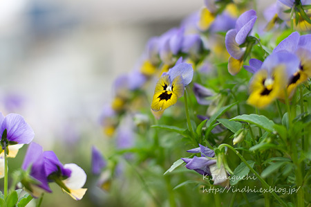 花 NEX-5 FD50 F1.4
