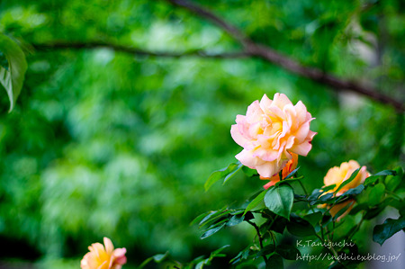 バラでしょうか? NEX5 FD50 F1.4