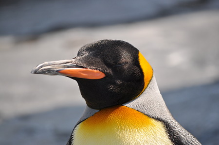 ペンギン4