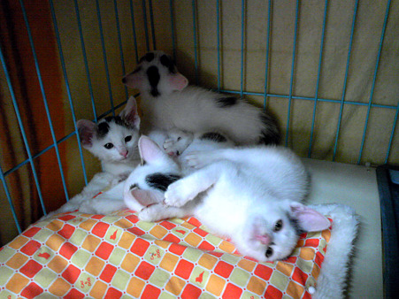 2010/06/12子猫Day