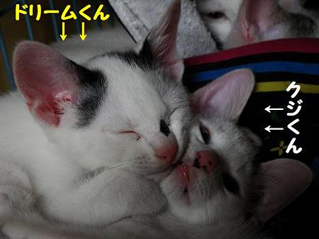 かわいい仔猫ズ