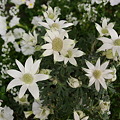 Photos: Flannel Flower