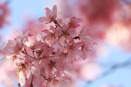 2010.04.08　和泉川　枝垂桜の下