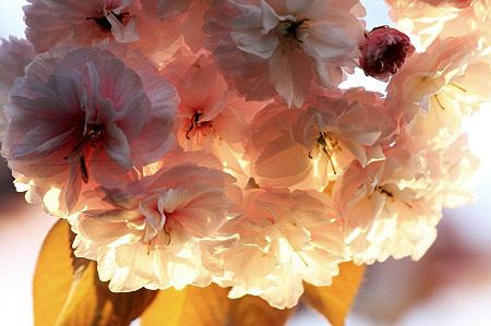 2010.04.25　和泉川　八重桜-1