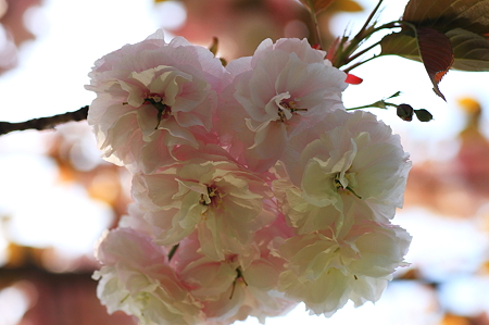 2010.04.26　和泉川　八重桜